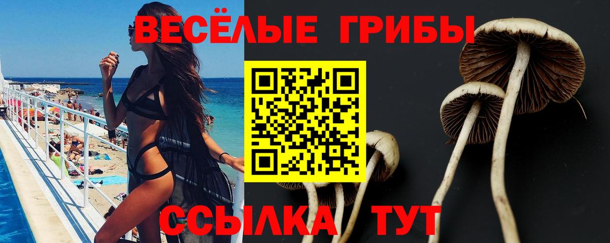 Галлюциногенные грибы Cubensis Прокопьевск